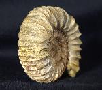 Pavlovia pavlovi (MICHALSKY 1890) - Bild &copy; FossNet FossilienStore
